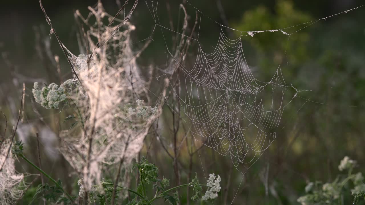 red de araña con el rocío de la mañana colgando de la hierba en los campos. patrón abstracto de red de arañas cubierta con gotas de lluvia en la luz del sol de la mañana