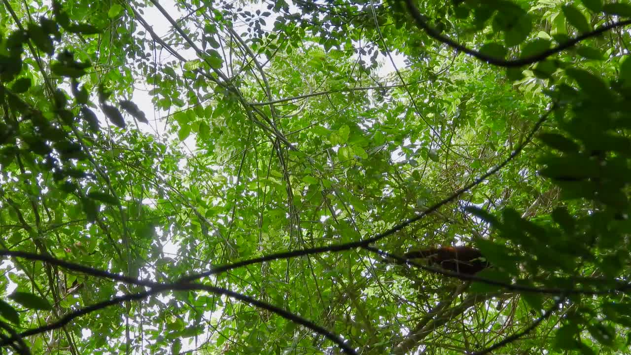 Red Howler Monkey wildlife primate above South America jungle forest branches