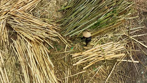 Drone-view-of-a-woman-is-peeling-off-acacia-tree-bark-for-paper-production---Dien-Tan-district,-Khanh-Hoa-province,-central-Vietnam