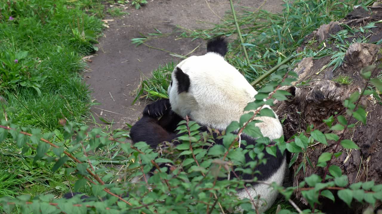 un lindo oso panda adulto sentado y comiendo hojas de bambú