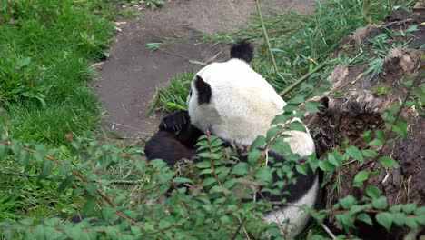 un lindo oso panda adulto sentado y comiendo hojas de bambú