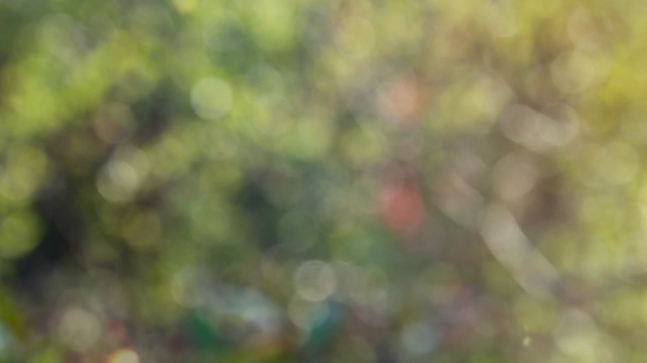fondo de movimiento de bokeh de bosque abstracto