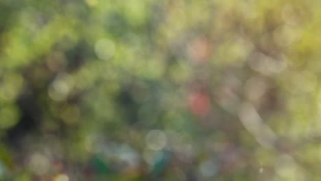Abstract forest bokeh motion background