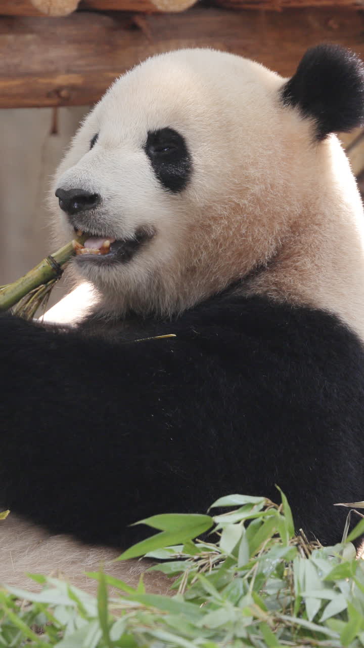 A close up of a panda eating in vertical