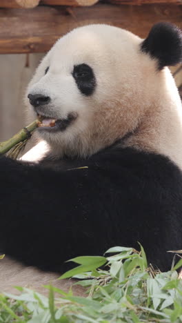 a close up of a panda eating in vertical