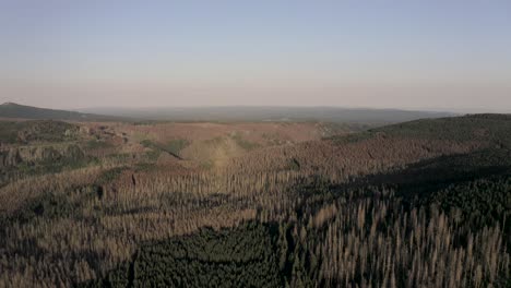 Drone-shot-of-renewing-trees-in-the-Harz-Forest-during-sunset,-Lower-Saxony,-Germany