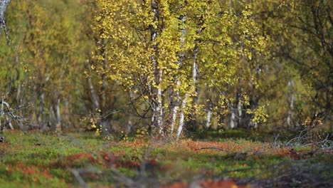 Abedules-Cubiertos-De-Hojas-Amarillas-En-Otoño-La-Tundra-Noruega