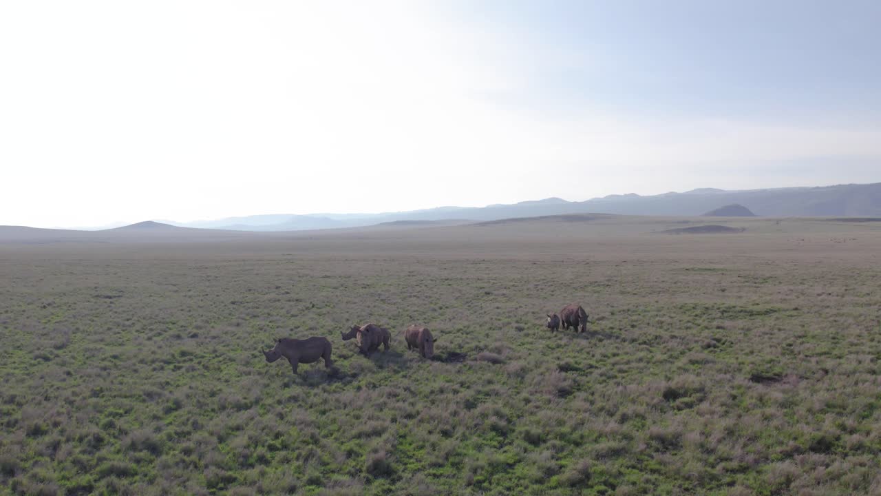 케냐 아프리카에서 드론으로 찍은 코 ⁇ 소 재고 영상