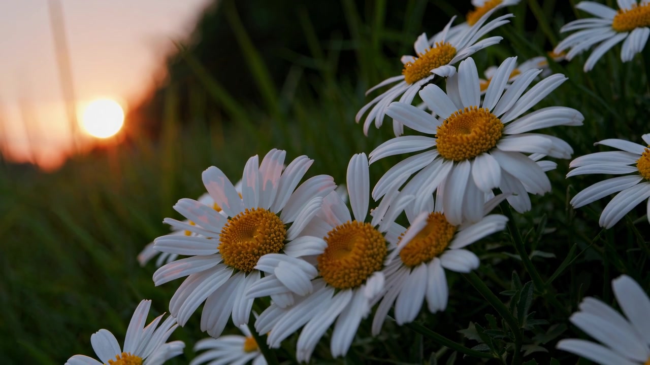 Primo piano di margherite in fiore in un campo al tramonto