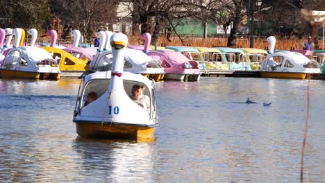 people enjoying pedal boats on a lake