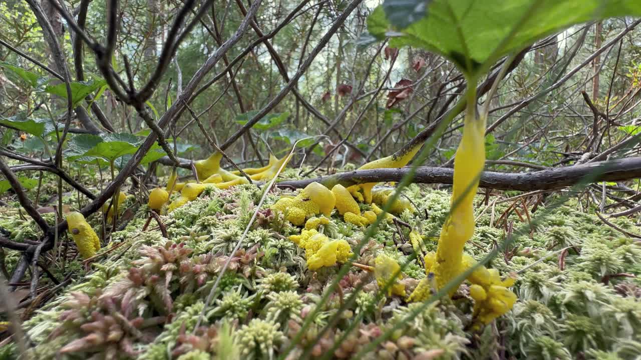 Dog vomit slime mold (Fuligo septica) in a forest, Estonia
