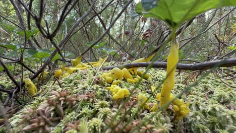 dog vomit slime mold (fuligo septica) in a forest, estonia