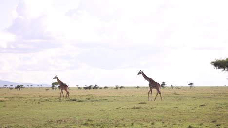 pair of giraffe roaming across the plains on safari on the masai mara reserve in kenya africa