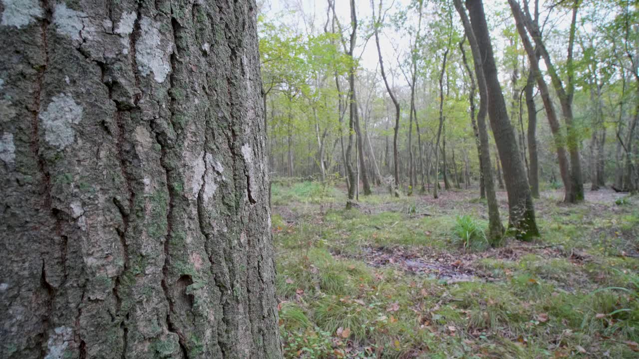 bosque de otoño, paseo cardán