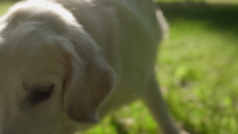 Closeup-playful-dog-following-toy.-Pet-trying-to-bite-bone-in-golden-sunlight