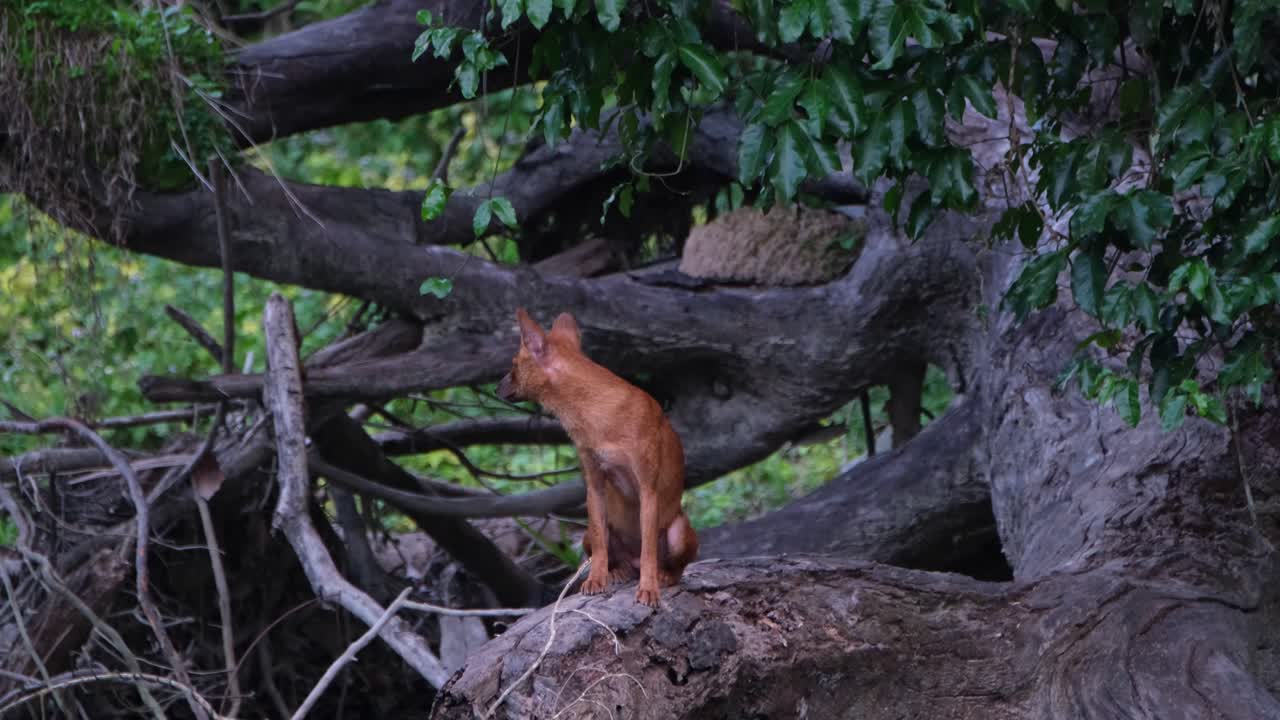 dhole 또는 아시아 야생 개 cuon alpinus, 카오 야이 국립 공원, 태국