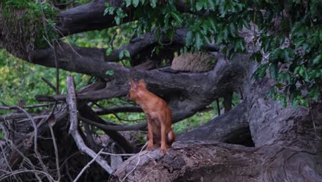 dhole o perro salvaje asiático cuon alpinus, parque nacional khao yai, tailandia