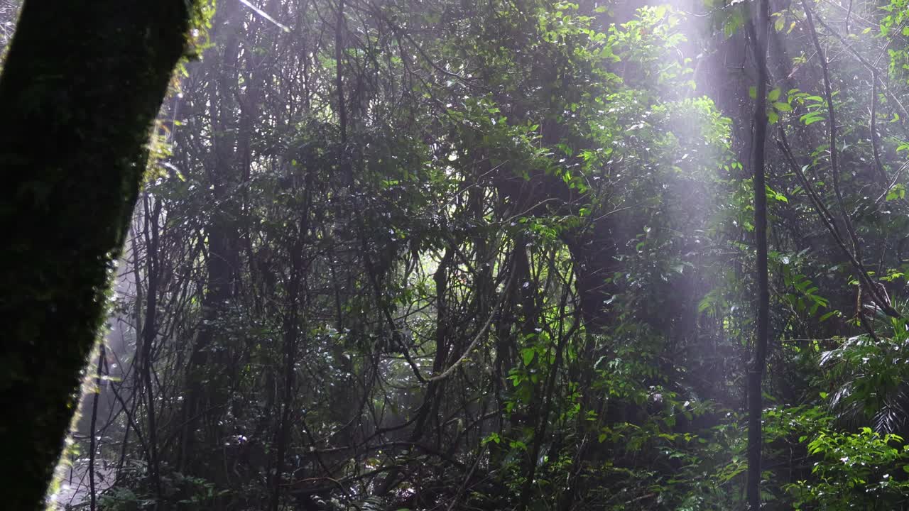 los rayos del sol se filtran a través de los árboles en los bosques de niebla