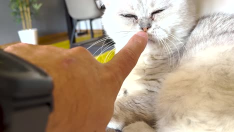 persian cat curiously sniffs the finger of its owner, displaying an affectionate bond