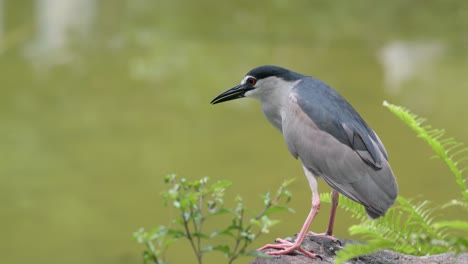 garza nocturna en el lago