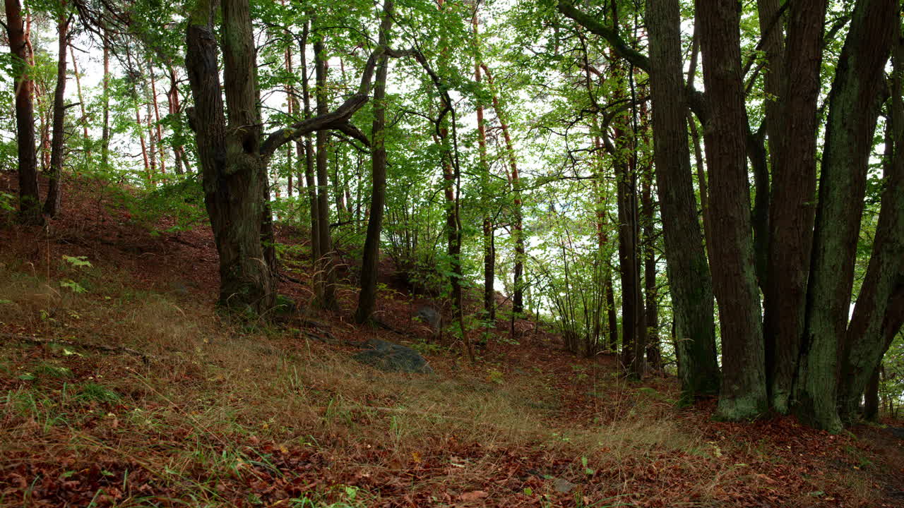 Alberi su una collina nella foresta, con il sole che filtra tra gli alberi e le foglie che giacciono a terra