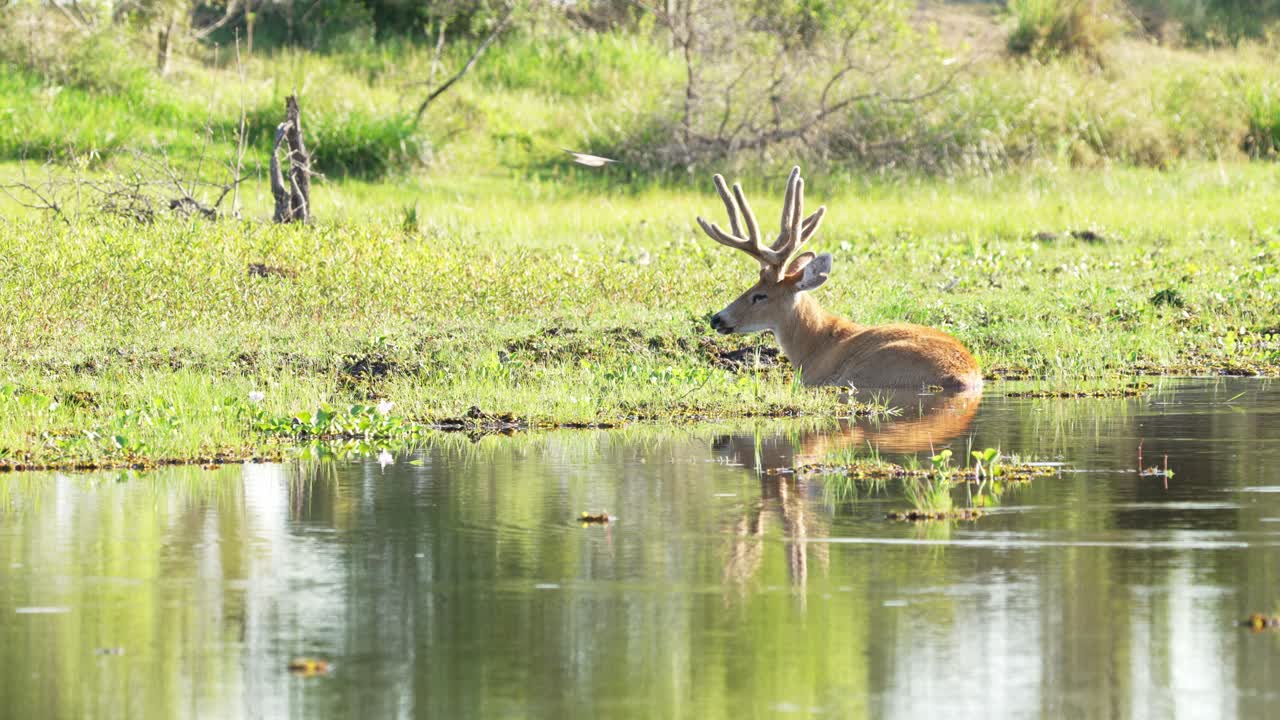Undisturbed marsh deer resting in the swamp with many species of birds flying pass, dipping in the water and foraging around on a peaceful sunny afternoon at pantanal natural region, brazil