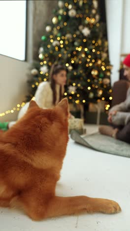 perro relajándose cerca del árbol de navidad
