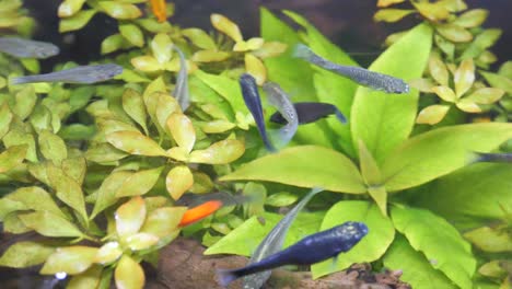 colorful fish and plants in a home aquarium