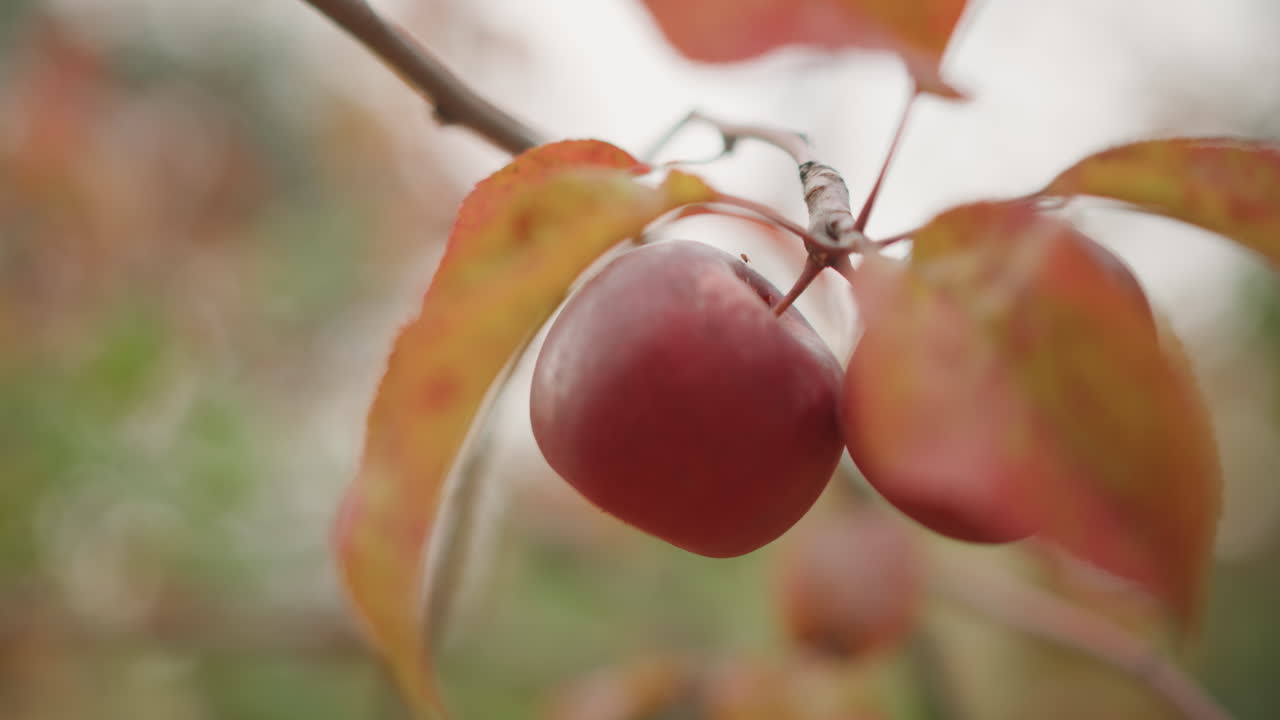 Red apples on branch, autumn leaves. Quiet lateseason orchard scene showing two ripe apples hanging from a slender twig with mottled orange foliage, soft bokeh background, muted overcast light and dew