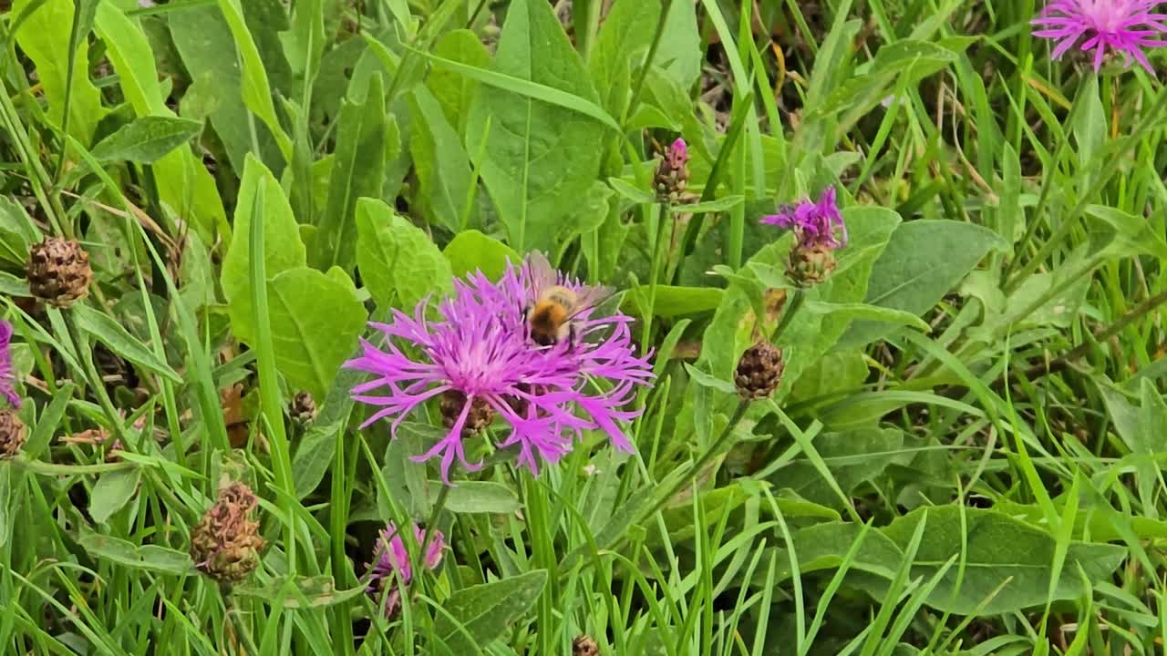 Bee collects nectar and pollen on blooming purple knapweed (Centaurea jacea) in meadow