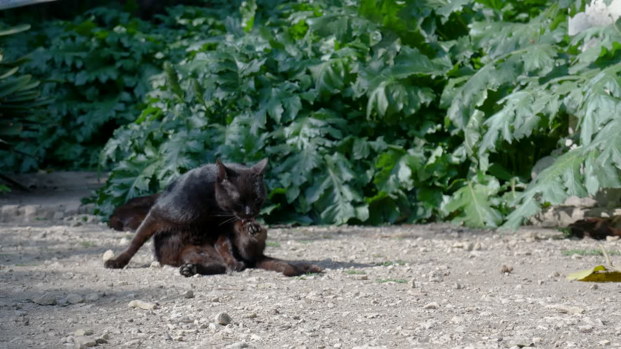 Black cat grooming itself in a garden