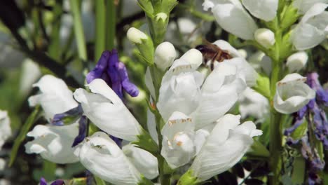 A-close-up-macro-shot-of-a-honey-bee-collecting-nectar-on-white-Clethraceae-flowers