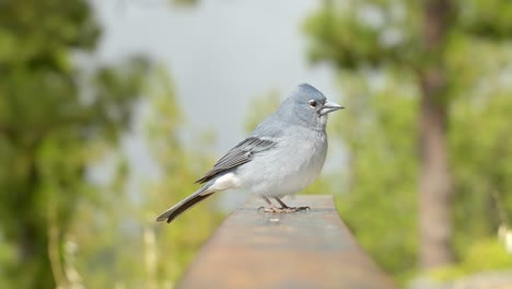 Majestic-small-blue-bird-in-Tenerife-island,-close-up-view