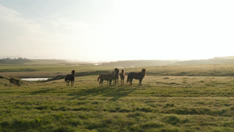 Stürmer-Fliegen-über-Grasland.-Gruppe-Brauner-Pferde,-Die-Auf-Der-Wiese-Stehen-Und-Mit-Schwänzen-Winken.-Blick-Gegen-Die-Morgensonne.-Island