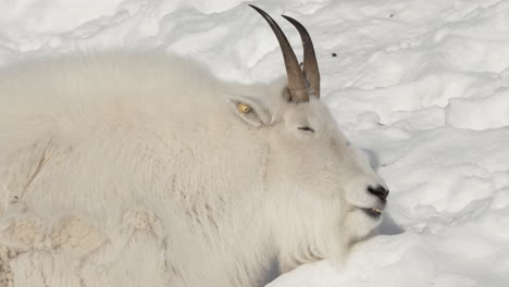 Schlafende-Bergziege-Auf-Der-Schneelandschaft-Im-Yukon,-Kanada