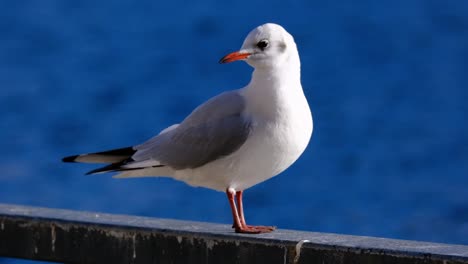 seagull on the pier setting, colorful view