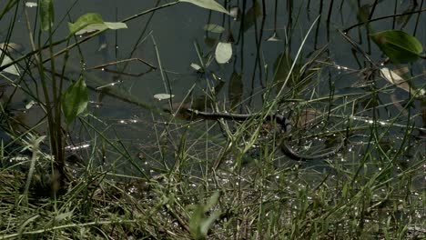 moving grass snake, natrix on pond with duckweed