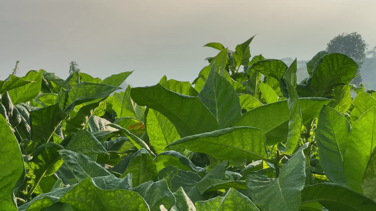 Close-up view of lush green tobacco leaves glowing under soft morning sunlight, showcasing vibrant agricultural growth