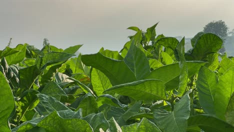 close-up view of lush green tobacco leaves glowing under soft morning sunlight, showcasing vibrant agricultural growth