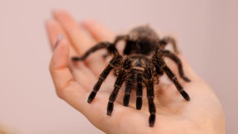 a curlyhair tarantula moves across a person's hand in soft lighting, showcasing its exotic features and gentle interaction