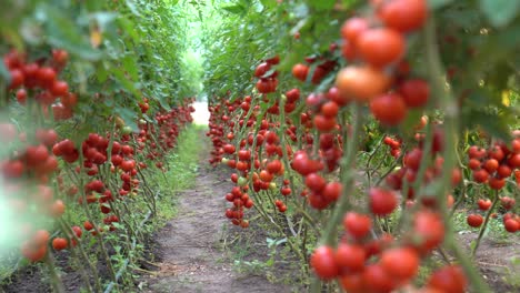 tomates rojos frescos cultivados en un invernadero, ramas frescas cultivadas en una granja