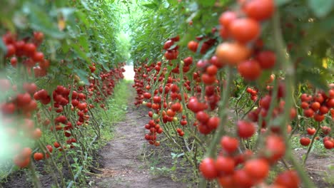 fresh red tomatoes grown in a greenhouse, fresh branches growing on a farm