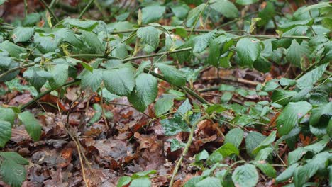 Bird-Amongst-The-Dried-Fallen-Leaves-In-Rainforest