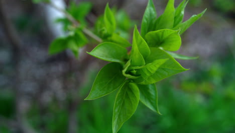 hojas verdes árboles en flor en el bosque. plantas verdes en el jardín de primavera.