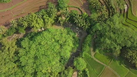 Toma-Aérea-De-Arriba-Hacia-Abajo-De-Palmeras-Tropicales-E-Idílicos-Campos-De-Arroz-Durante-El-Día-Soleado-Al-Amanecer---Hermoso-Patrón-De-Campo-Desde-Arriba