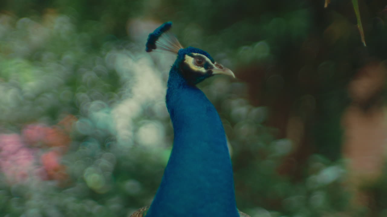 павлон в саду