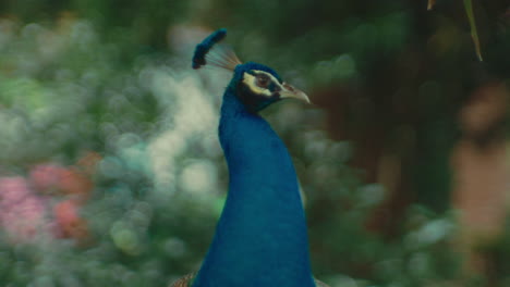 pavo real en un jardín