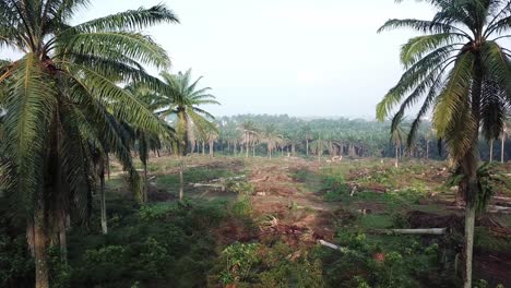 Farmer-clear-the-oil-palm-plantation-land-at-Malaysia,-Southeast-Asia.