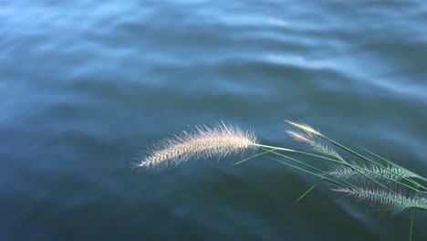 grasses swaying over calm blue water