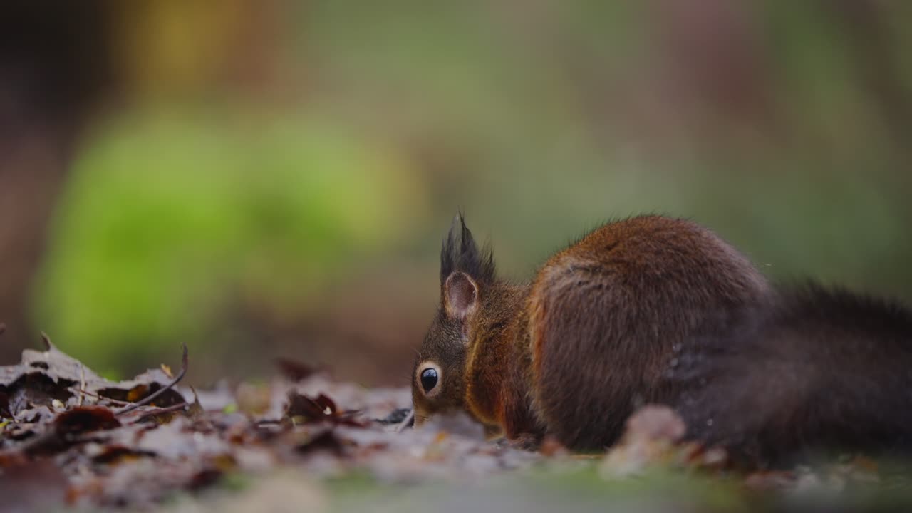 Red squirrel in slow motion eating and nibbling along mossy log in shaded woodland